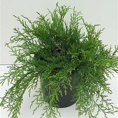 Microbiota decussata 'Sibirteppe