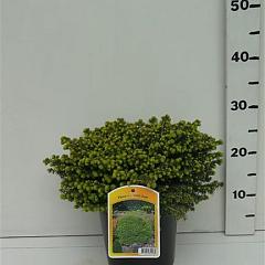 Picea abies 'Little Gem'