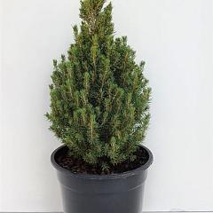 Picea glauca 'Laurin'
