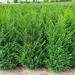 Taxus baccata