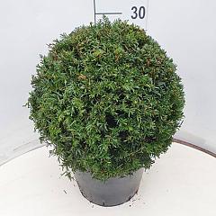 Taxus baccata