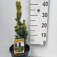 Taxus b. 'Fastigiata Aurea'