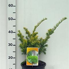 Taxus b. 'Semperaurea'