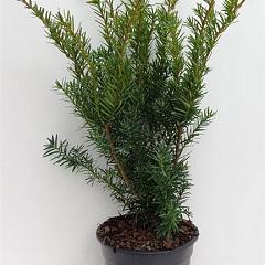 Taxus media 'Densiformis'