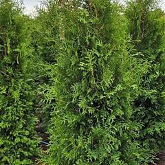 Thuja occ. 'Brabant'
