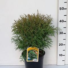 Thuja occ. 'Globosa'