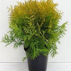 Thuja occ. 'Golden Globe'