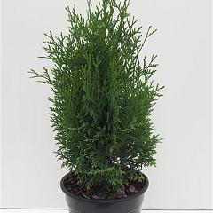 Thuja occ. 'Holmstrup'