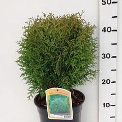 Thuja occ. 'Little Giant'