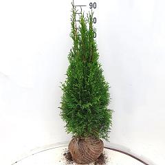 Thuja occ. 'Smaragd'