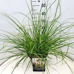 Cortaderia sell. 'Pumila'