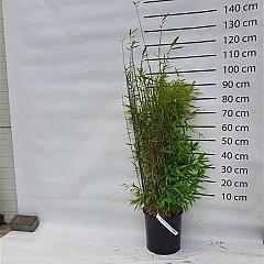 Fargesia nitida 'Black Pearl'