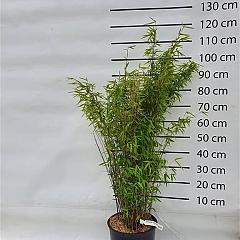 Fargesia nitida'Volcano'