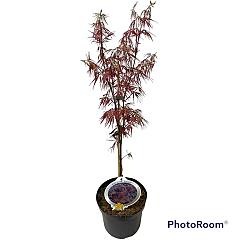 Acer pal. 'Garnet'