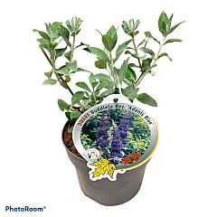 Buddleja d. Adonis Blue