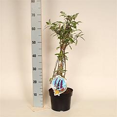 Buddleja d. 'Black Knight'