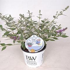 Buddleja d. 'Blue Chip'