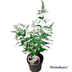 Buddleja d. 'Buzz Ivory'