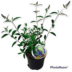 Buddleja d. 'Ellen's Blue'