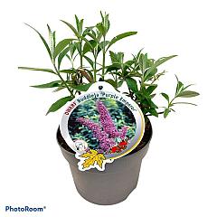 Buddleja d. 'Purple Emperor'