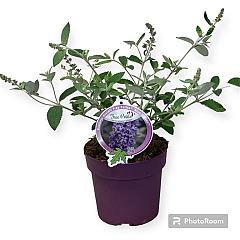 Buddleja Free Petite Blue Heaven