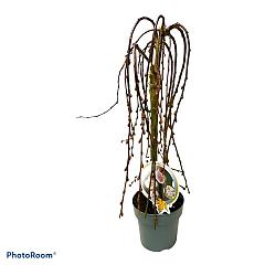 Salix caprea 'Kilmarnock'