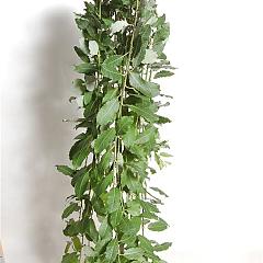 Salix caprea 'Kilmarnock'