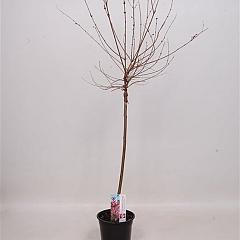 Syringa meyeri 'Pink Perfume'