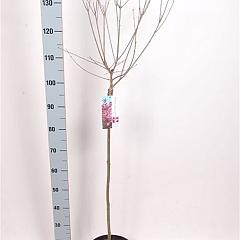 Syringa meyeri 'Pink Perfume'