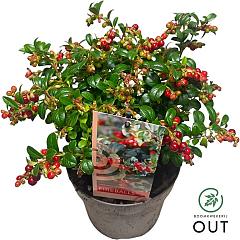 Vaccinium vitis-id. 'Fireballs'