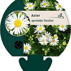 Aster ageratoides 'Starshine'