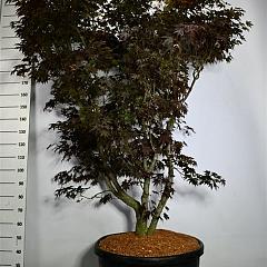 Acer pal. 'Fireglow'