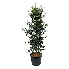 Ilex aquipernyi Dragon Lady