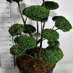Ilex mutchagara