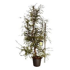 Nothofagus antarctica