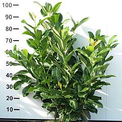 Prunus l. 'Rotundifolia'