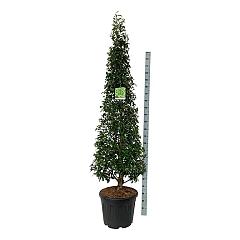 Prunus lusitanica 'Angustifolia'