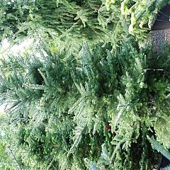 Abies koreana