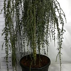 Cedrus libani 'Glauca Pendula'