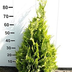 Chamaecyparis l. 'Ivonne'