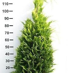 Chamaecyparis l. 'Ivonne'