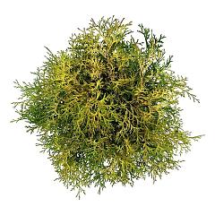 Chamaecyparis o. 'Kamarachiba'