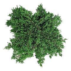 Juniperus comm. 'Green Carpet'