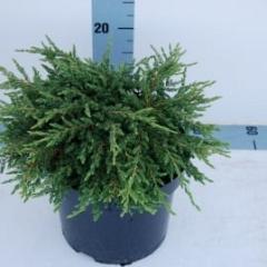 Juniperus comm. 'Repanda'