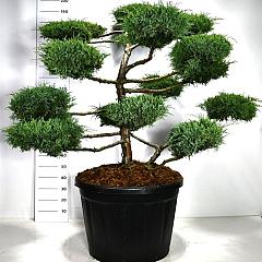 Juniperus med. 'Hetzii'