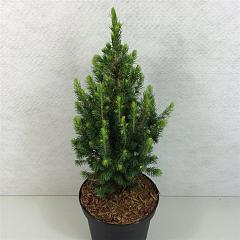 Picea glauca 'Daisy's White'