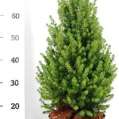 Picea glauca 'Perfecta'