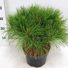 Pinus densiflora 'Alice Verkade'