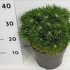 Pinus mugo 'Benjamin'