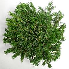 Pinus mugo mugo
